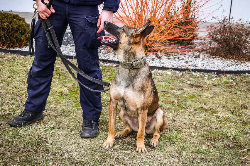 Leszczyńska policja obecnie ma cztery psy służbowe....