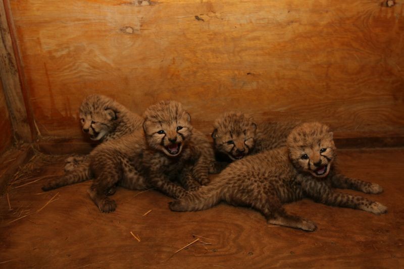 Gepardy z chorzowskiego zoo, Yahti i Iwan zostały rodzicami [ZDJĘCIA + WIDEO]