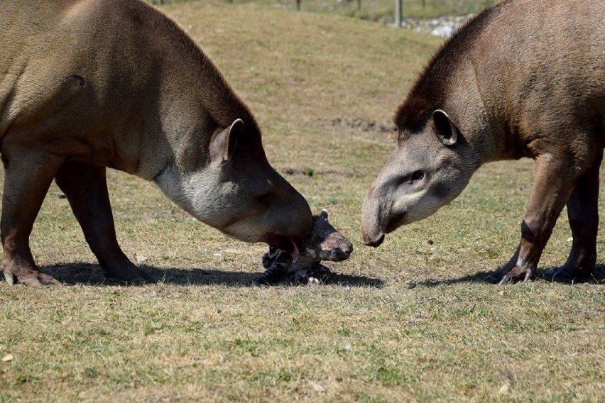 Jak będzie miał na imię mały tapirek?