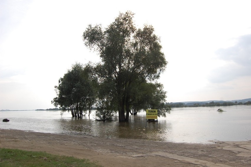 Korzeniewo - Lipianki. Wysoki stan wody na Wiśle [FOTO}