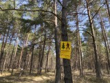Tych miejsc w Olkuszu i okolicach prędko nie zobaczysz. Zostały objęte zakazem wstępu do lasów [ZDJĘCIA]