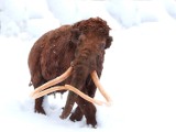 Mamut na budowie Metra? Naukowcy przebadali prehistoryczne kości ze stacji Płocka. Okazało się, że to słoń leśny