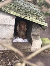 Kolejna interwencja „animalsów” w gminie Tczew. Nesti trzy lata żyła z guzem [ZDJĘCIA]