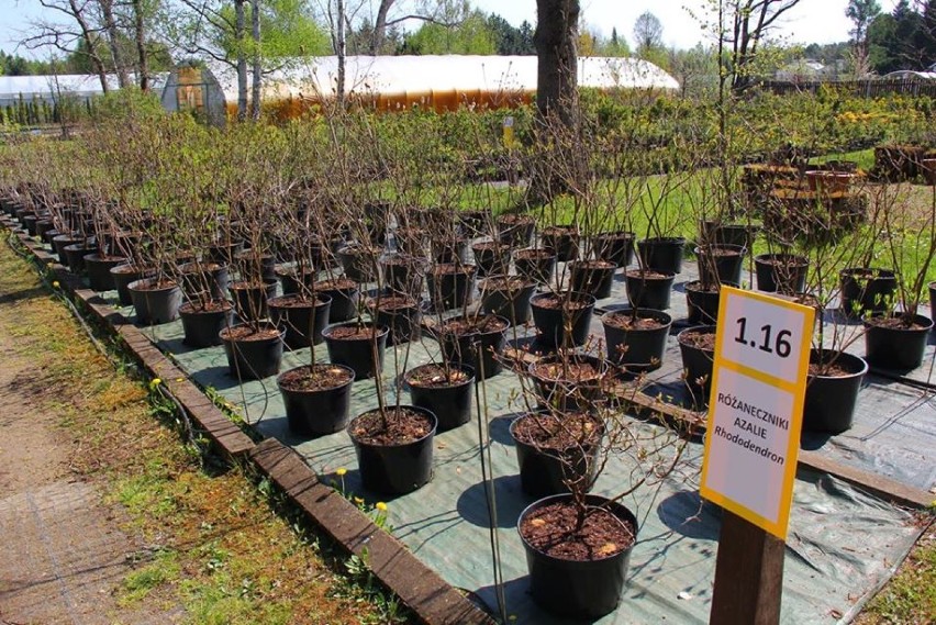 W Arboretum Leśnym w Stradomi otwarty będzie punkt sprzedaży roślin! (GALERIA z OGRODU i FILM)