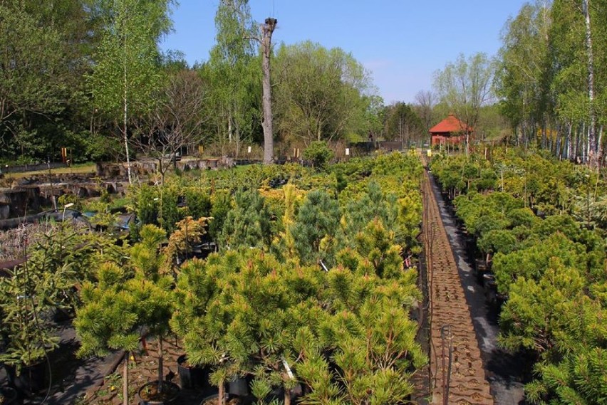 W Arboretum Leśnym w Stradomi otwarty będzie punkt sprzedaży roślin! (GALERIA z OGRODU i FILM)