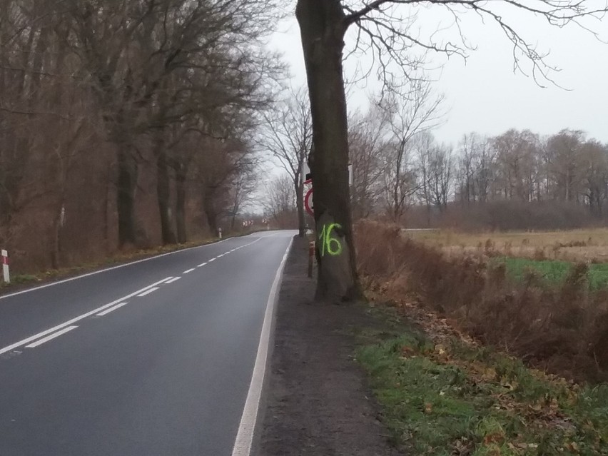 Drzew przy drodze Cedry Wielkie - Pruszcz sukcesywnie ubywa. Czy to większa wycinka - pyta mieszkaniec gminy |ZDJĘCIA