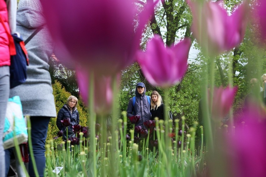 Wiosna rozkwita w lubelskim Ogrodzie Botanicznym UMCS (ZDJĘCIA)