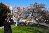 Zakwitły magnolie w Legnicy, największe rosną na skwerze Orląt Lwowskich [ZDJĘCIA]