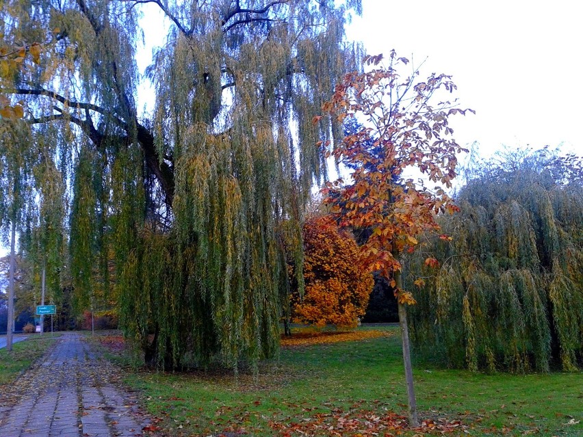 Jesienny Toruń 2014