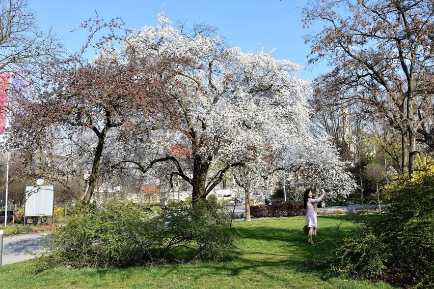 Wiosna w Opolu. Kwiaty na drzewach na pl. Wolności