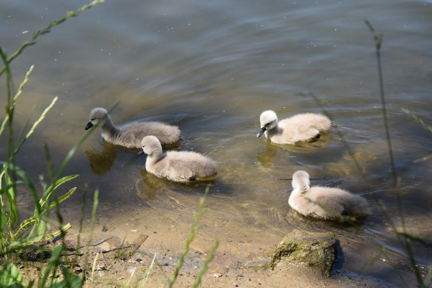 Rodzina łabędzi (staw Hutnik Park Śląski)