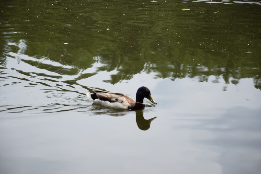 Rodzina łabędzi (staw Hutnik Park Śląski)