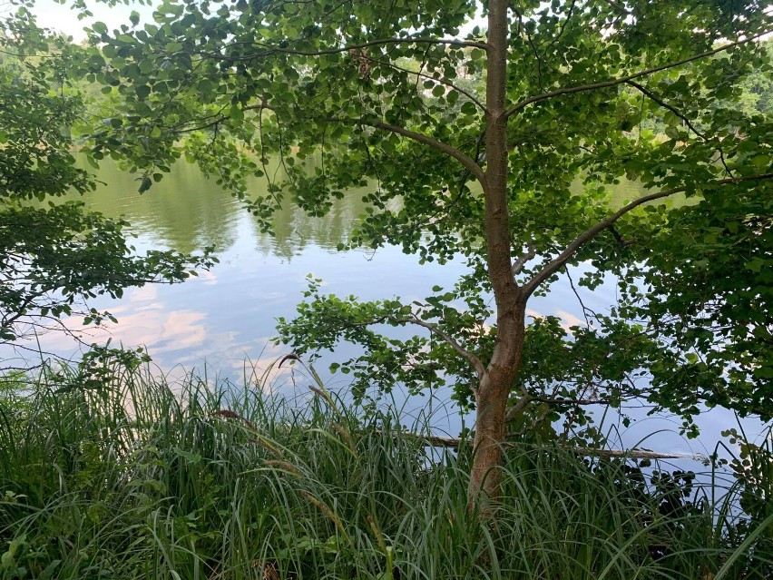 Gdzie nad jezioro? Jeziora Babskie: Jezioro Baba, usytuowane w lesie. Propozycja na wycieczkę w gronie rodziny lub w samotności  [FOTO]