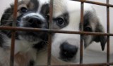 Bezdomniaki proszą o gryzaki - wielka zbiórka zabawek dla psów dodarła na Podkarpacie