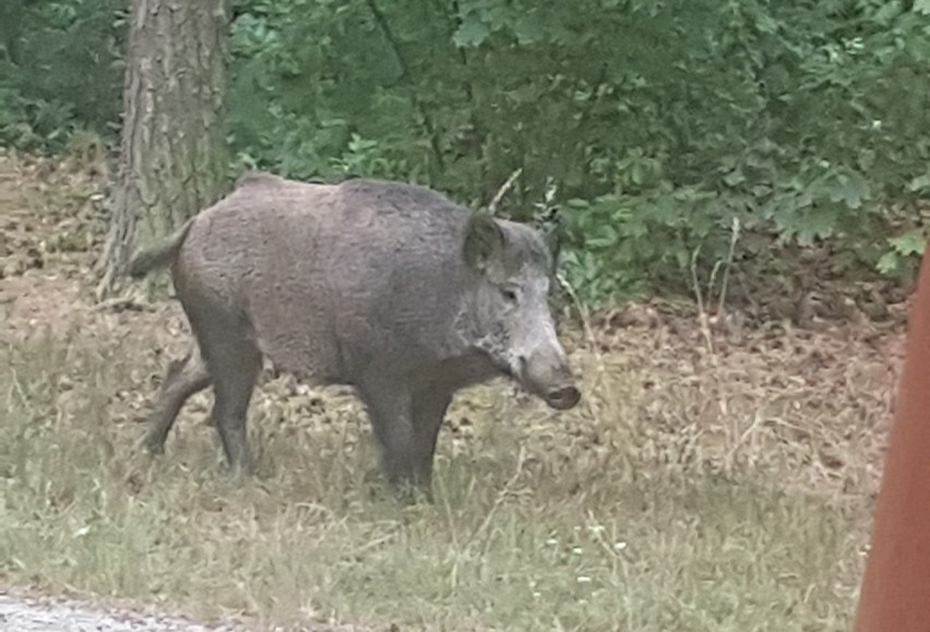 Zielona Góra, Lechitów. To właśnie tutaj jeden z naszych...