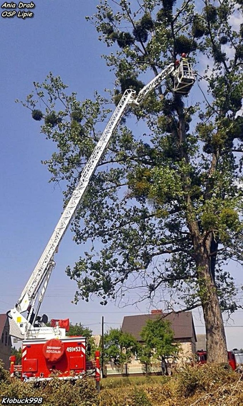 Lipie: Strażacy ratowali kota, który utknął na drzewie 
