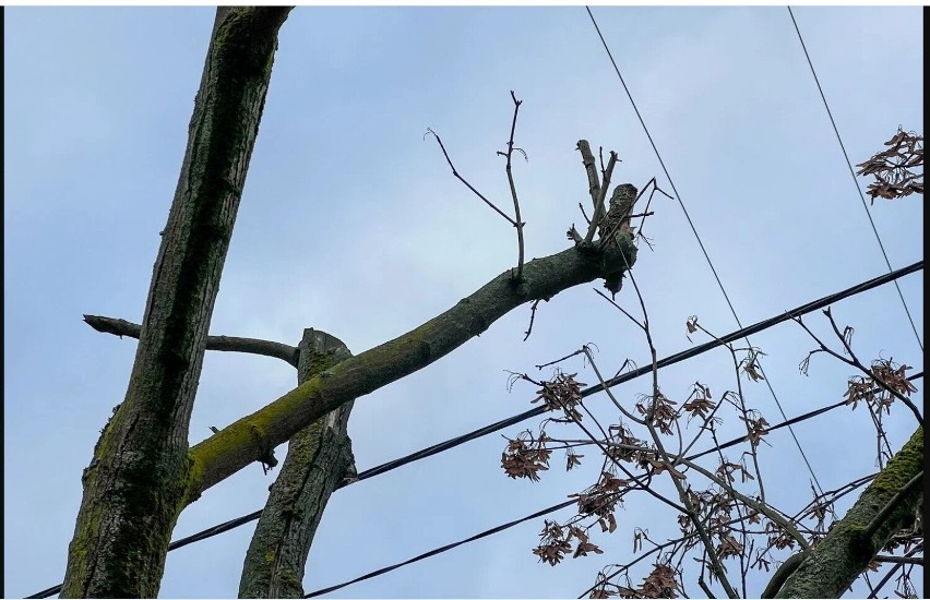 Miasto pozywa spółkę PGE za nieprawidłowe przycięcie drzew. Domaga się odszkodowania