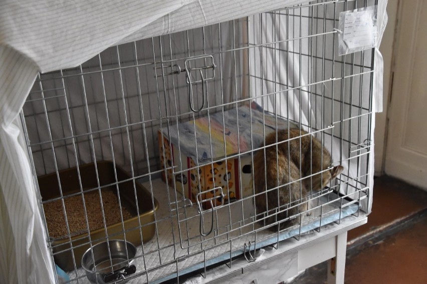Gnieźnieńscy wolontariusze na ratunek kotom w każdej sytuacji