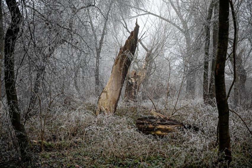 Park Wilgi w grudniu 2020, po rewitalizacji