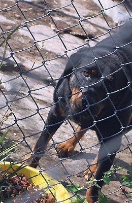 Rottweiler, którego właściciele zamknęli w klatce i wyjechali, był odwodniony i osłabiony