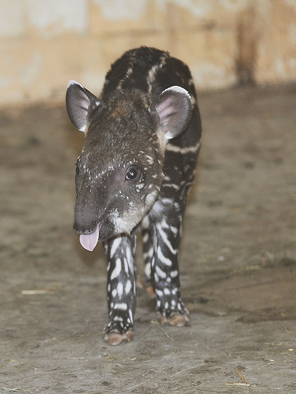 Zoo w Łodzi szuka imienia dla małego tapira.