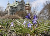 Łódź: zakwitły już pierwsze cebulice