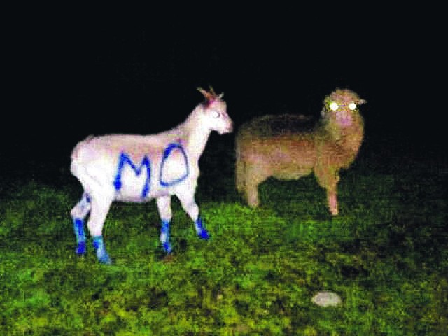 Pewien 22-latek z Bukowiny dla zabawy pomalował kozy farbą