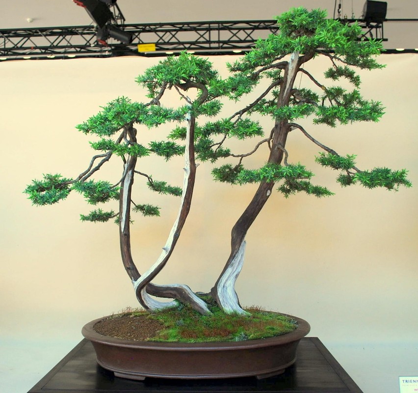 Wrocław: Drzewka bonsai przy Hali Ludowej (GALERIA)