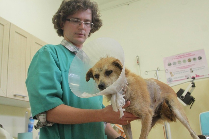 Postrzelony pies dochodzi do siebie po operacji