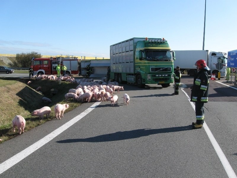 Świnie zablokowały autostradę [ZDJĘCIA]
