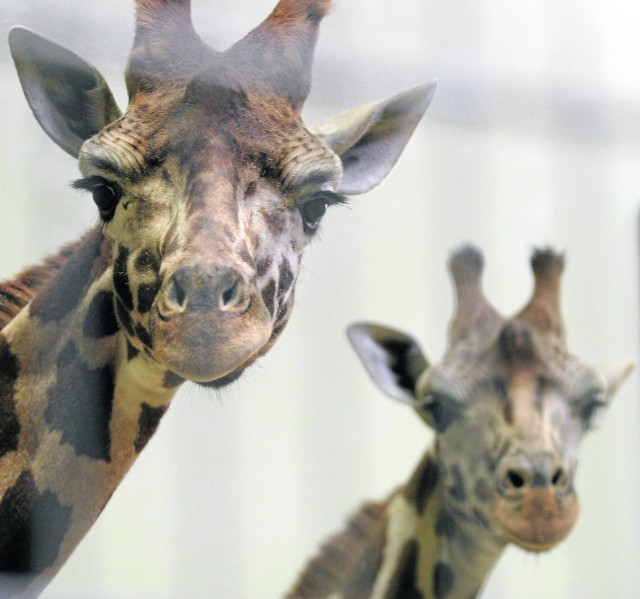 Żyrafy wrócą w tym roku do chorzowskiego zoo