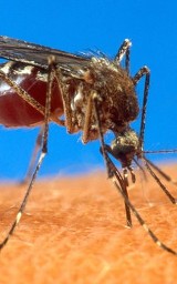 Niebezpieczne komary. Czy grożą nam epidemie malarii i gorączki Zachodniego Nilu?