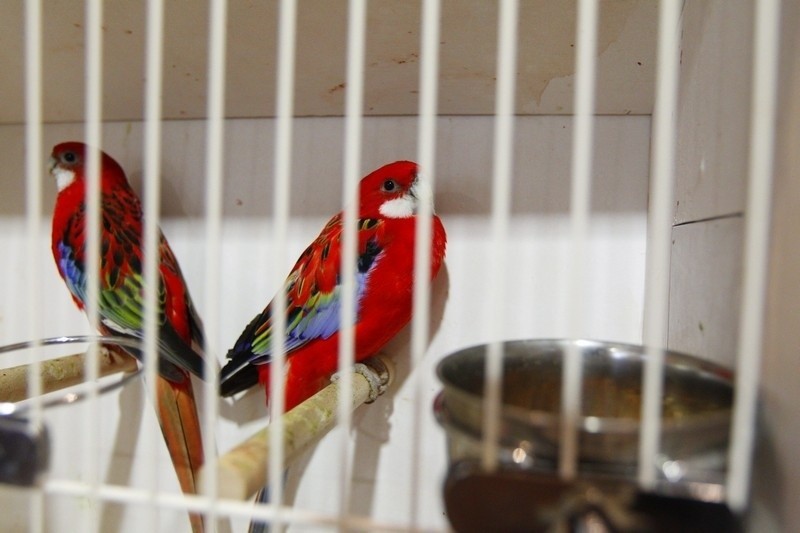 Ptaki egzotyczne w Domu Kultury "Na Skarpie"