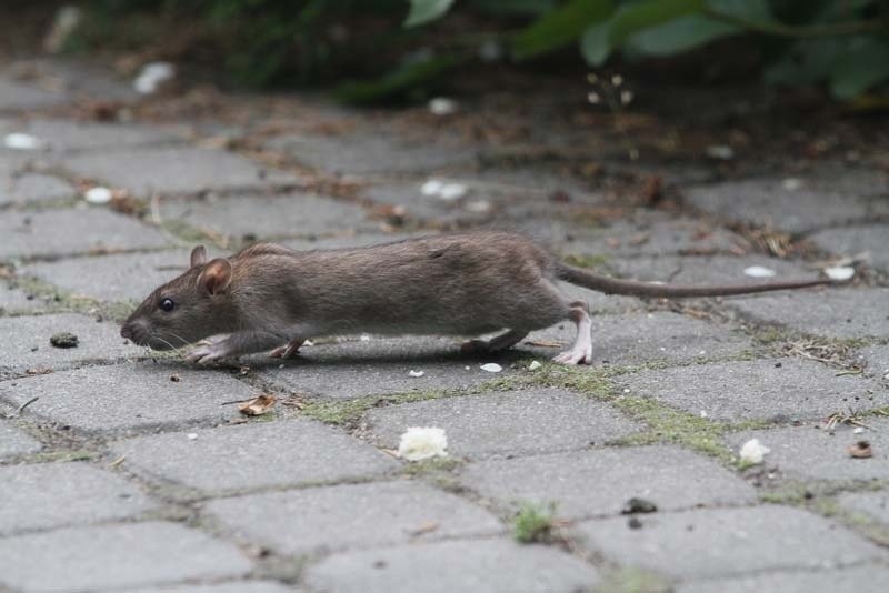 Szczury opanowały park Poniatowskiego w Łodzi [ZDJĘCIA]