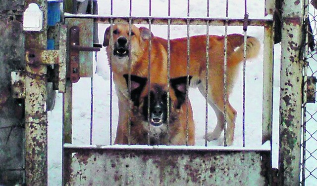 Dwa psy z ul. Nowomiejskiej w niedzielę napadły na spacerującą rodzinę