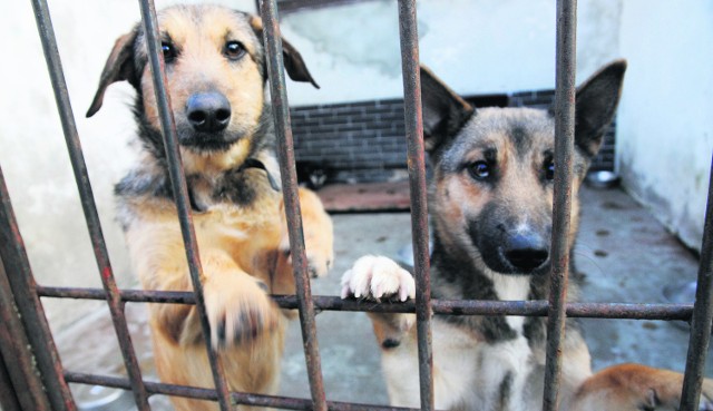 Obecnie w krakowskim schronisku przebywa 480 psów, a miejsc jest tylko 300