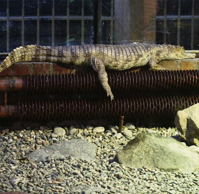 Gady mają ciasne terraria i tracą na tym odwiedzający