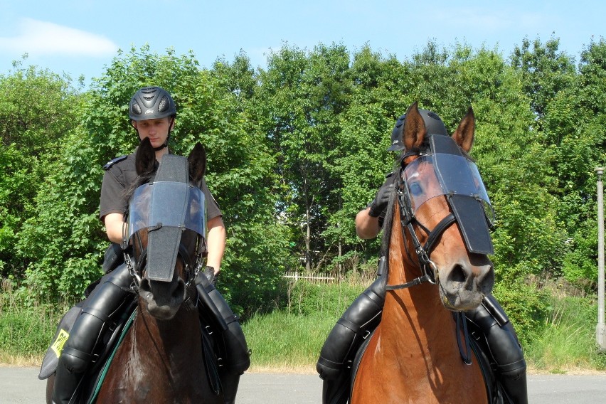Policyjne konie z Chorzowa dostały sprzęt zabezpieczający...