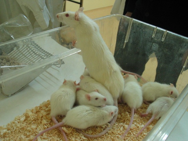 Szczury wykorzystuje się w laboratoriach, ale żyjące na wolności stanowią duże zagrożenie i muszą być eliminowane