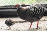 Poznań: Nie brakuje zwiedzających w Nowym Zoo