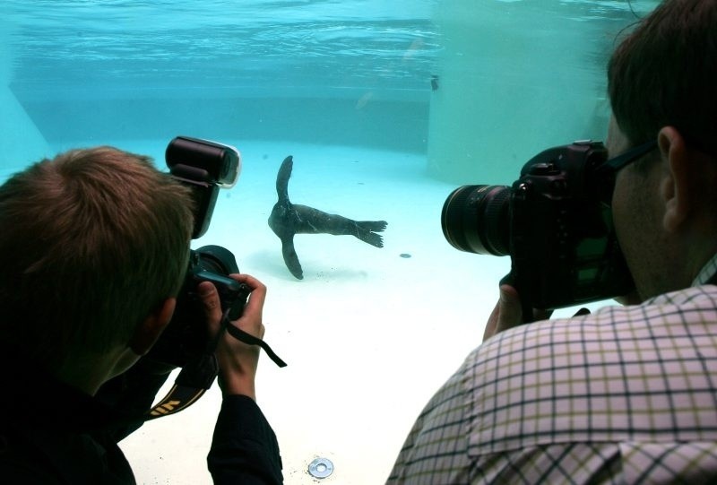 Wrocław: W zoo już zobaczysz kotiki