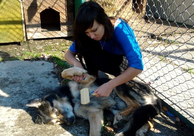 Bazyl to jeden z wielu psiaków czekających w Tarnowie na swojego wirtualnego opiekuna