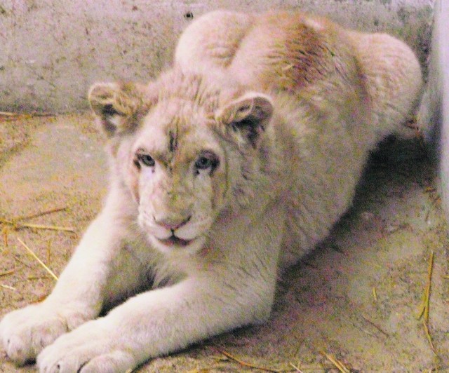 Imię dla lwa wybiorą goście Zoo Safari w Borysewie.