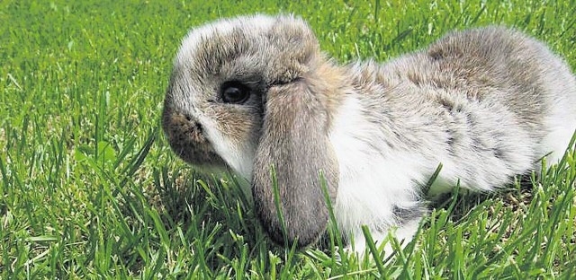 Baran Francuski należy do królików spokojnych i niezbyt ruchliwych