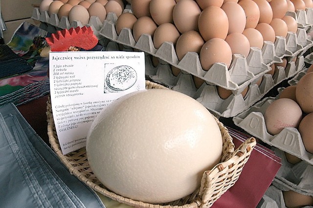 Strusie jaja zachowują świeżość do trzech miesięcy