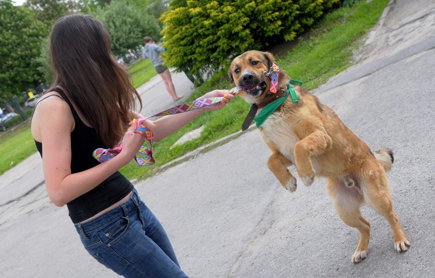 Akcja adopcyjna psów ze schroniska: Czekan znalazł dom