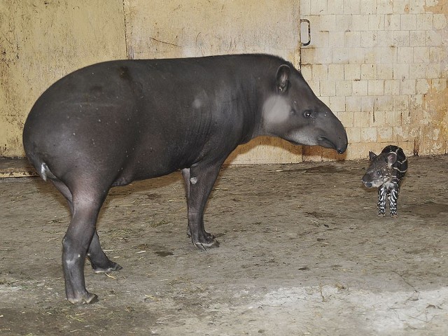 Zoo szuka imienia dla małego tapira