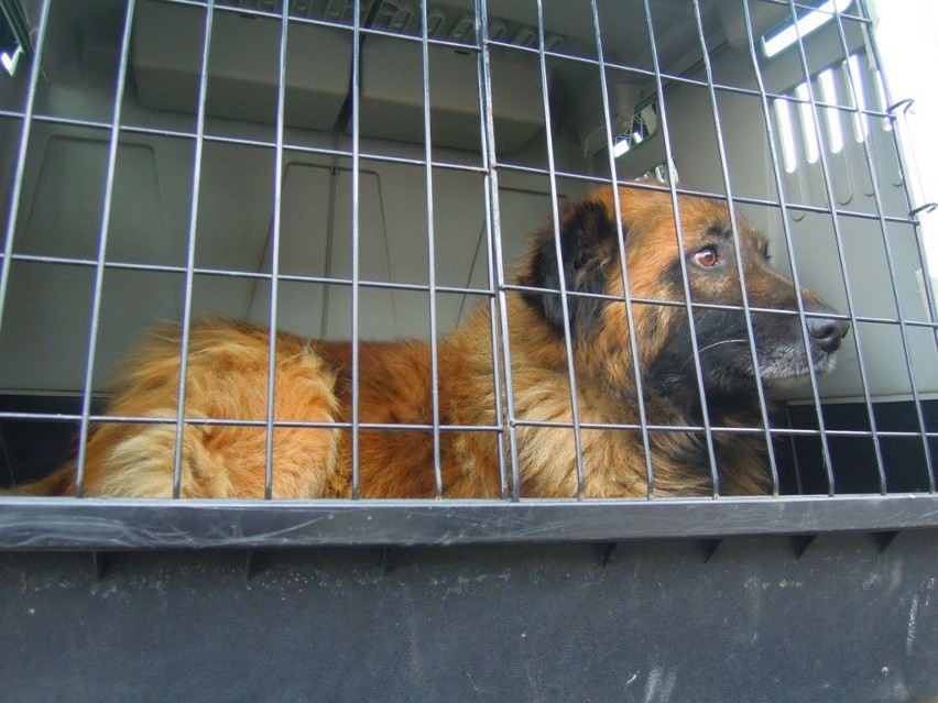 Pies Euro z Wolicy Uchańskiej trafił do domu w Krakowie (FOTO)