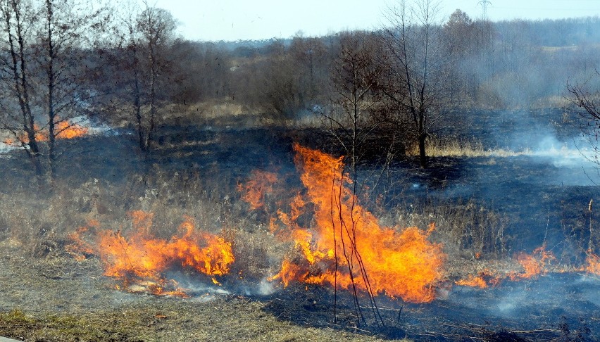 Pożary traw przy ścieżce rowerowej nad Zalewem Zemborzyckim