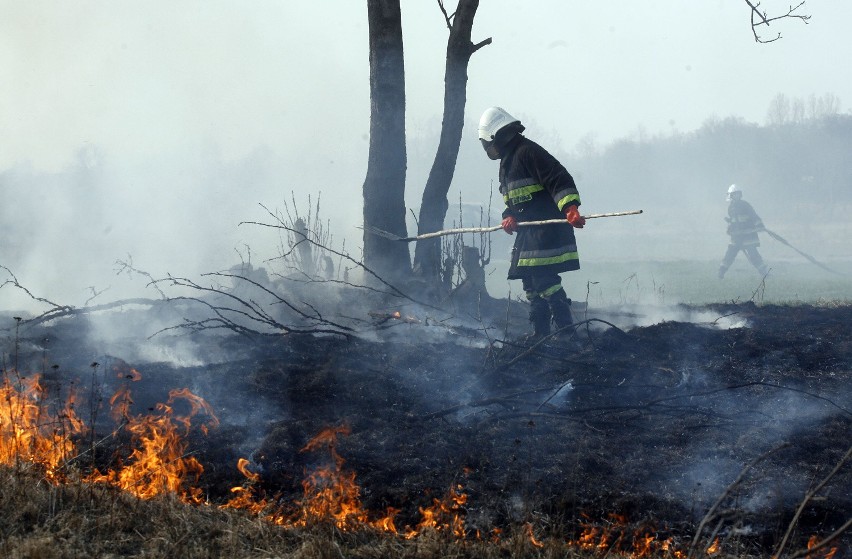 Zobacz, jak strażacy walczą z wypalaniem traw (ZOBACZ)